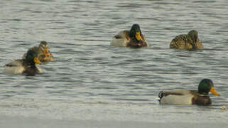 Canard colvert