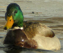 Canard colvert