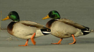 Canard colvert