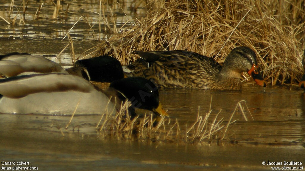 Mallard