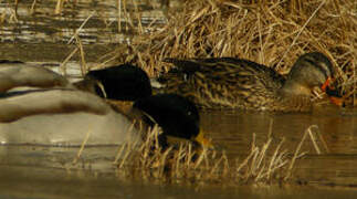 Canard colvert