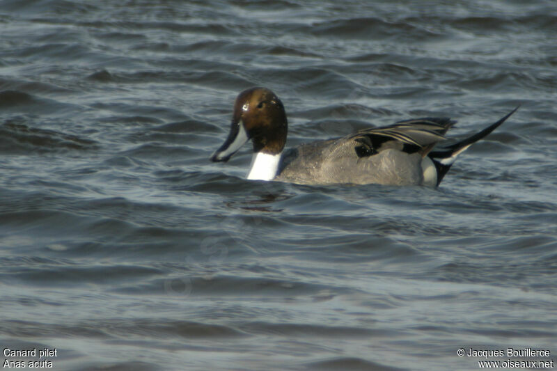 Canard pilet