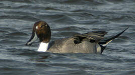 Canard pilet