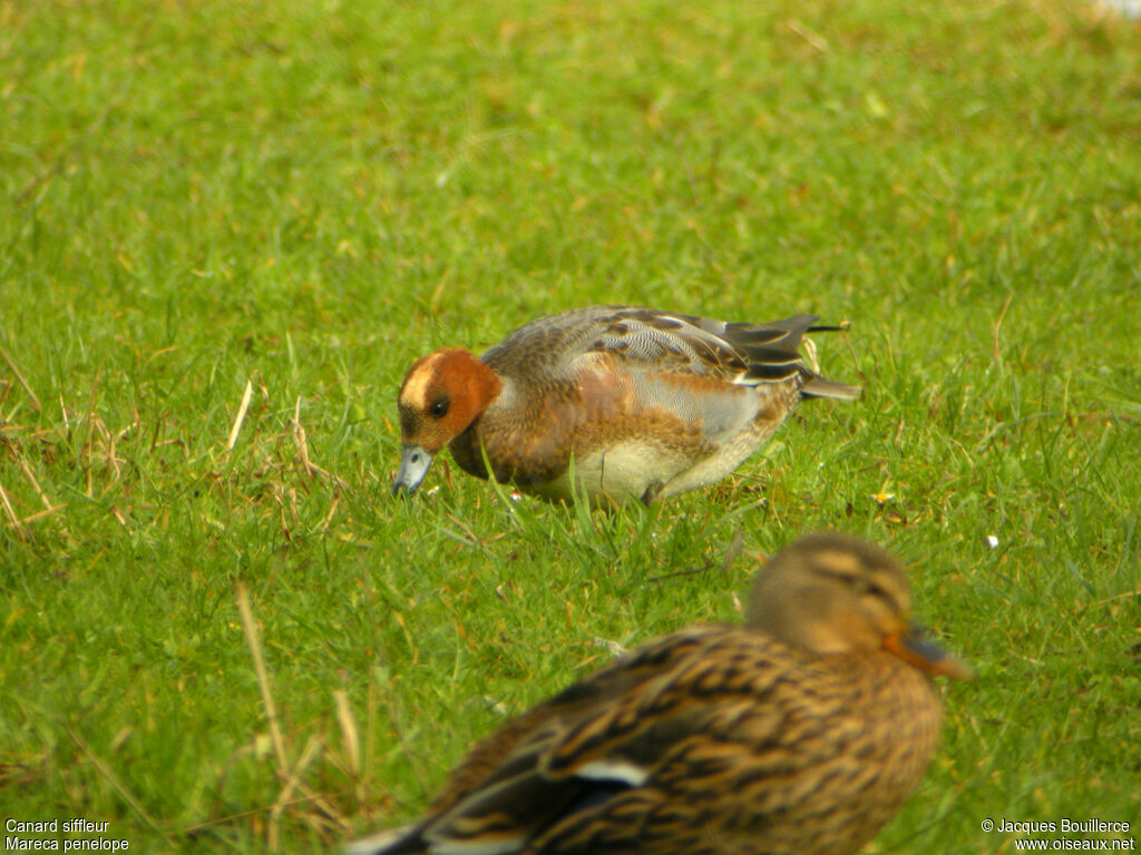 Canard siffleur