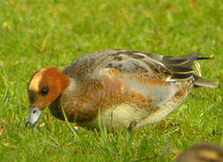 Canard siffleur