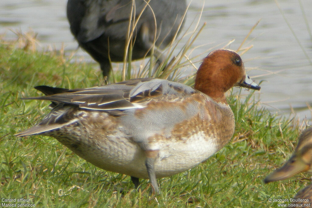 Canard siffleur