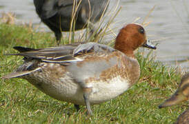 Eurasian Wigeon