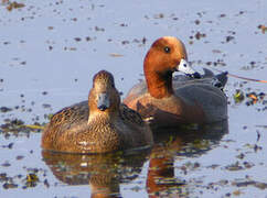 Canard siffleur