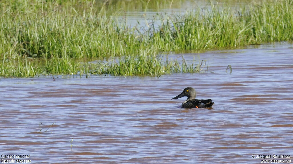 Northern Shoveler