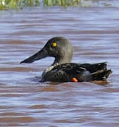 Canard souchet