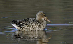 Canard souchet