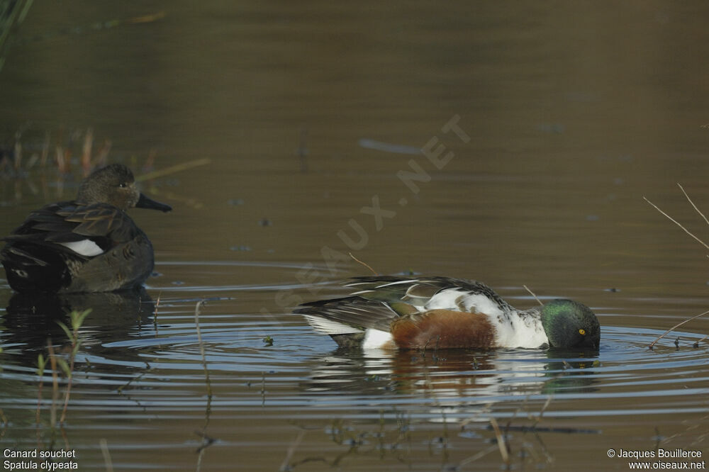 Canard souchet