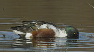 Canard souchet