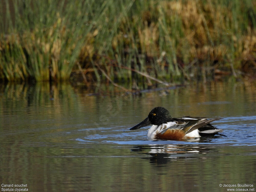 Canard souchet