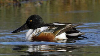 Northern Shoveler