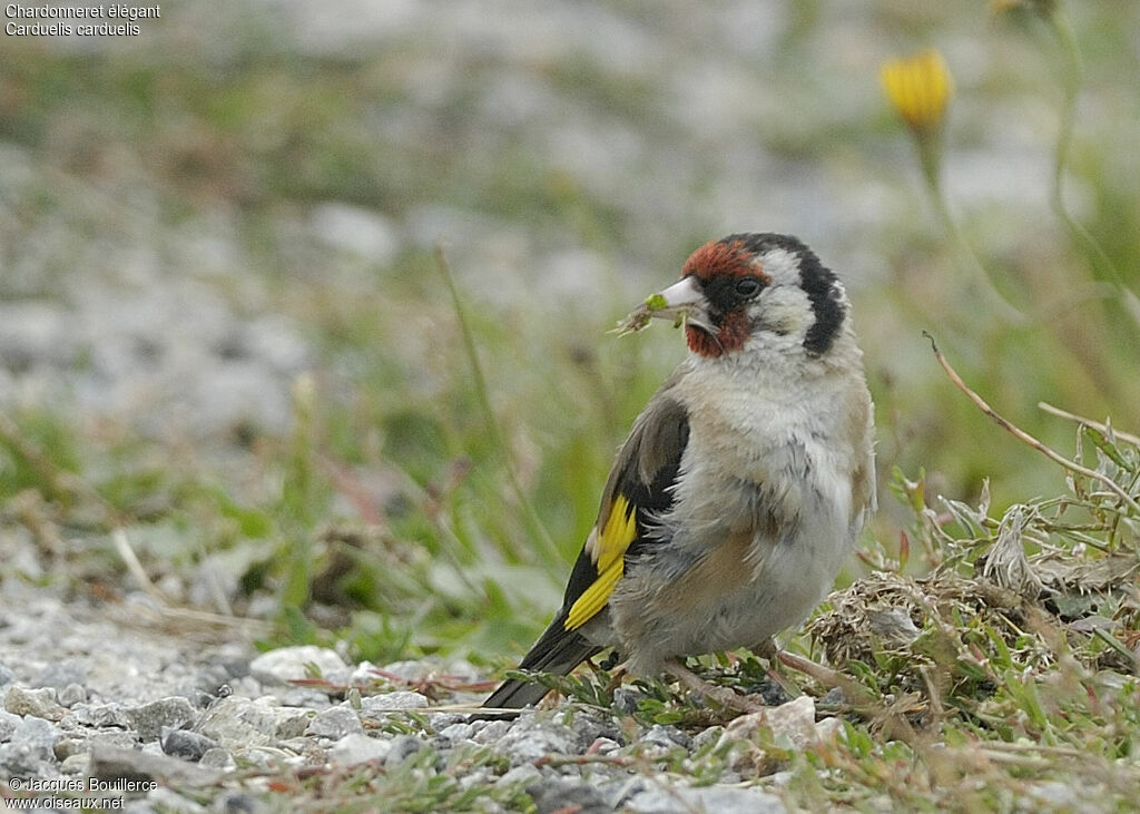 Chardonneret élégant