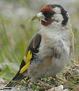 Chardonneret élégant