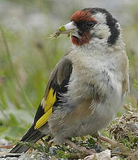 Chardonneret élégant