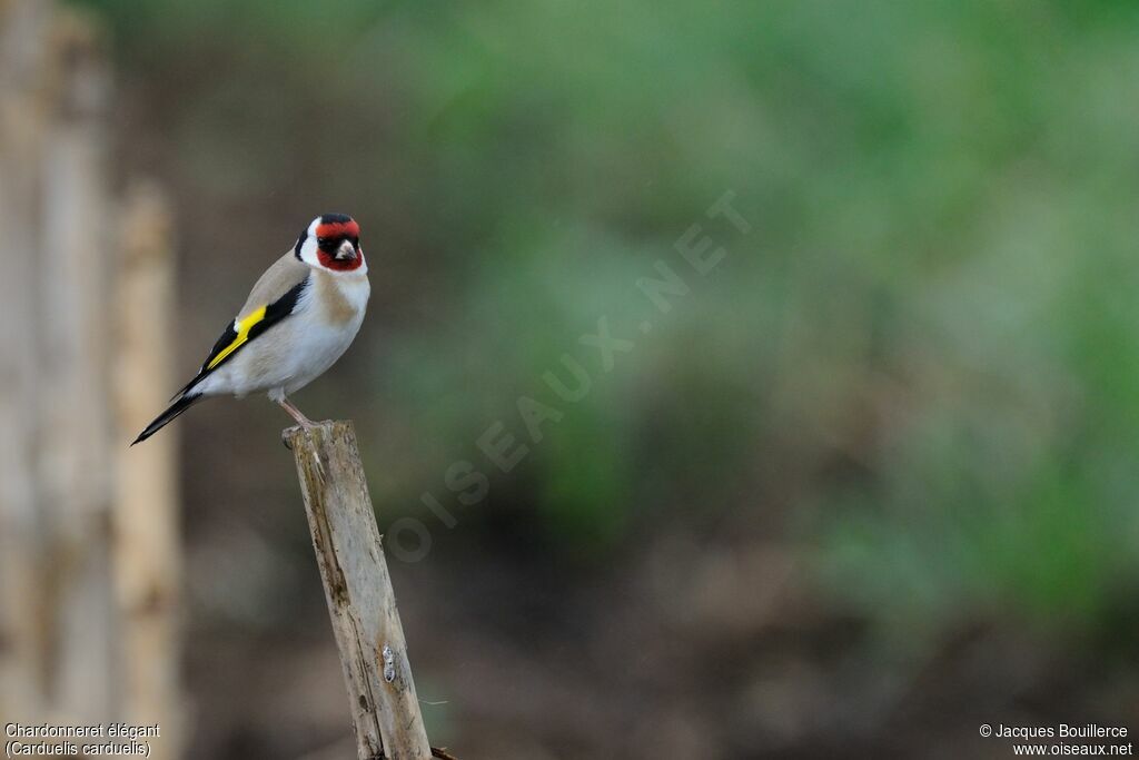 European Goldfinch