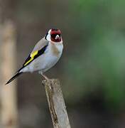 European Goldfinch