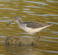 Common Greenshank