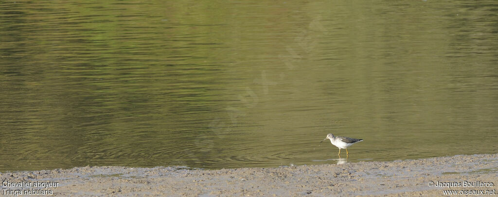 Common Greenshank