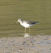 Common Greenshank