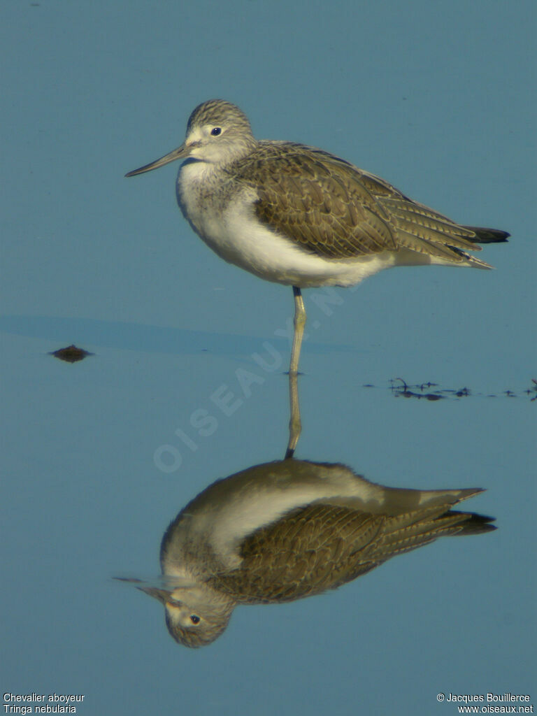 Common Greenshank