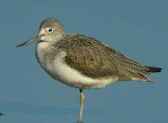 Common Greenshank