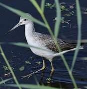 Common Greenshank