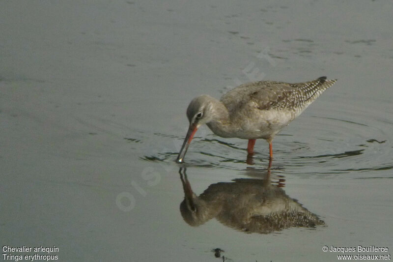 Spotted Redshank