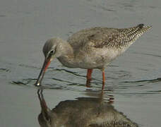 Spotted Redshank