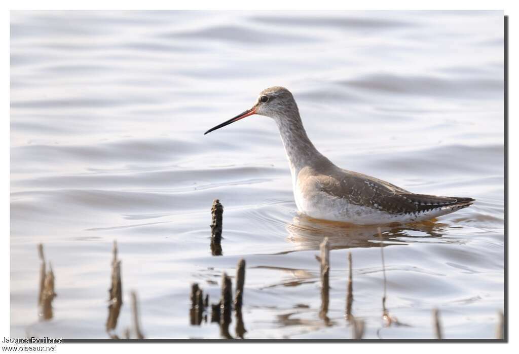 Spotted Redshankadult post breeding, habitat, swimming, Behaviour