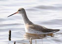 Spotted Redshank