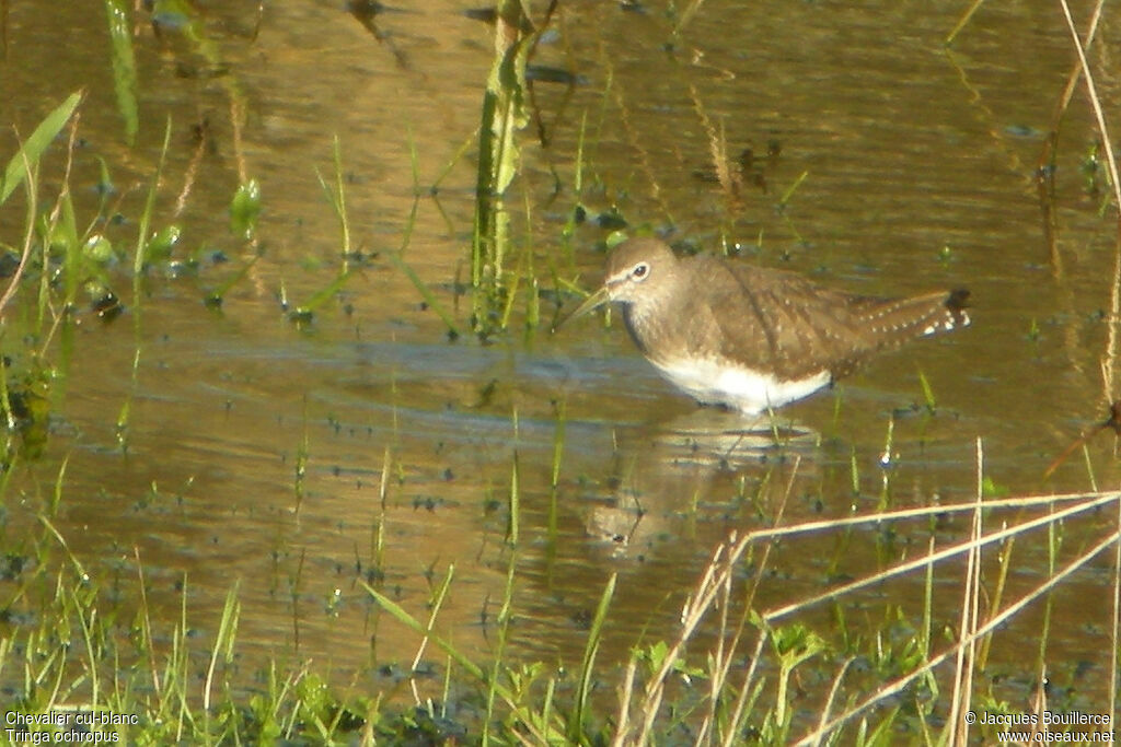 Green Sandpiper