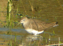 Green Sandpiper