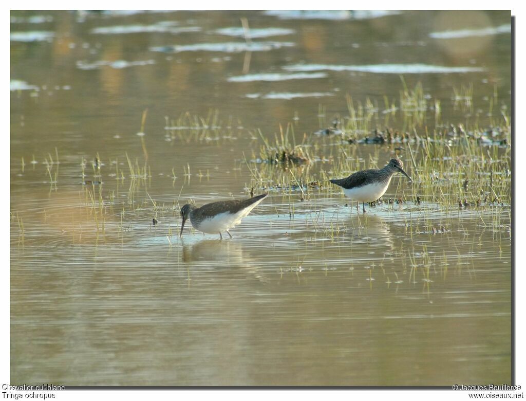 Green Sandpiper