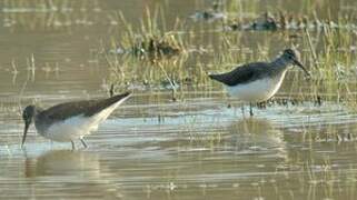 Green Sandpiper