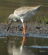 Common Redshank