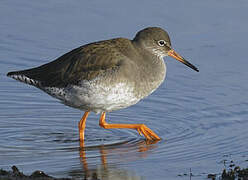 Common Redshank