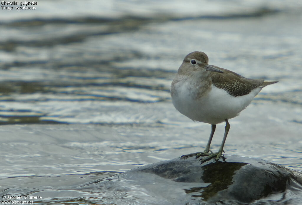 Common Sandpiper