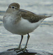 Common Sandpiper