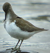 Common Sandpiper