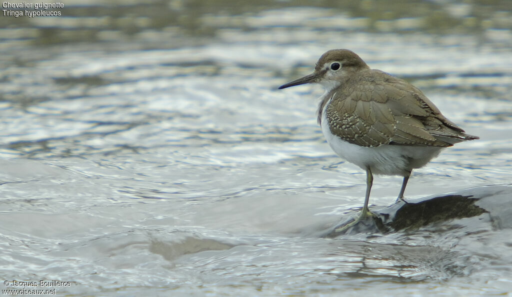 Common Sandpiper