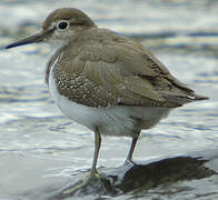 Common Sandpiper