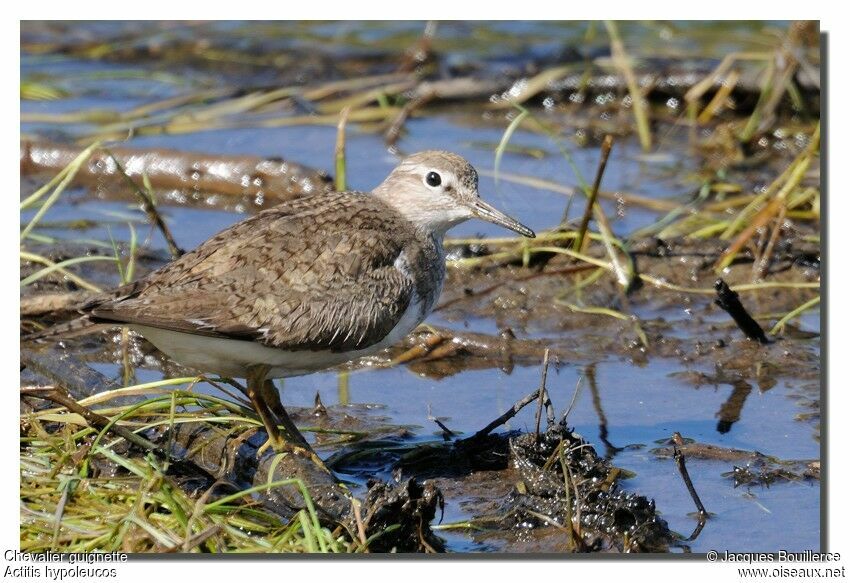 Common Sandpiper