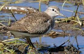 Common Sandpiper