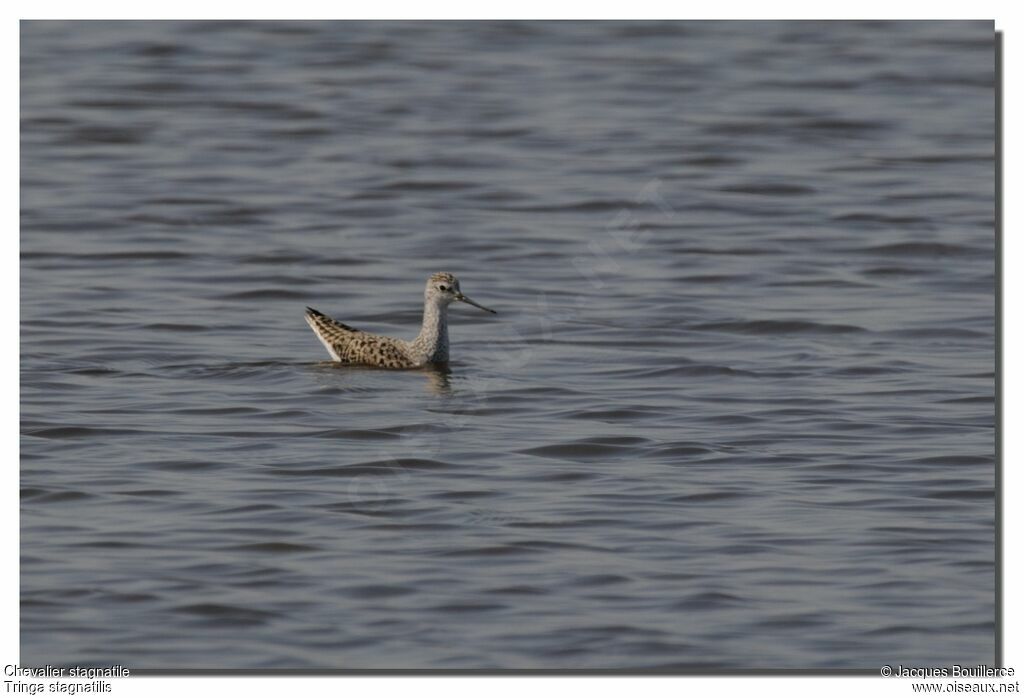 Marsh Sandpiper