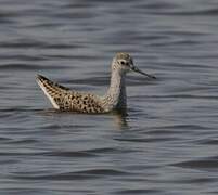 Marsh Sandpiper