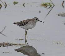 Wood Sandpiper